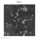 Fig. 06 - METHOD TO SUPPRESS STEM CELL DIFFERENTIATION, METHOD TO PREPARE STEM CELLS, AND METHOD TO INDUCE DIFFERENTIATION OF STEM CELLS