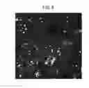 Fig. 09 - METHOD TO SUPPRESS STEM CELL DIFFERENTIATION, METHOD TO PREPARE STEM CELLS, AND METHOD TO INDUCE DIFFERENTIATION OF STEM CELLS