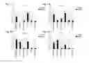 Fig. 08 - Method for inducing differentiation of pluripotent stem cells into neural precursor cells