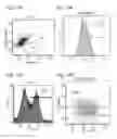 Fig. 22 - Method for inducing differentiation of pluripotent stem cells into neural precursor cells
