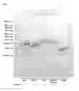 Fig. 02 - Methods and products for transfecting cells