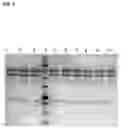 Fig. 02 - Methods of producing and characterizing virus vaccine and virus vaccine composition
