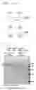 Fig. 09 - Recombinant Factor C and method for producing the same, and method for measuring endotoxin