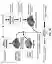 Fig. 03 - Methods and tools for detecting, diagnosing, predicting, prognosticating, or treating a neurobehavioral phenotype in a subject