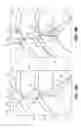 Fig. 07 - Air root pruning container for growing a plant