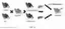 Fig. 02 - GENETICALLY MODIFIED MOUSE MODEL FOR HUMAN HEPATOCYTE XENOTRANSPLANTATION