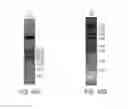 Fig. 80 - Disease biomarkers and treatment methods related thereto