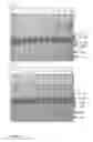 Fig. 10 - Stabilization of carrageenan free chocolate milk