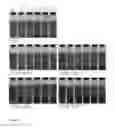 Fig. 13 - Stabilization of carrageenan free chocolate milk