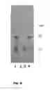 Fig. 09 - Methods for isolating compounds