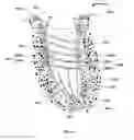 Fig. 14 - Fabrication and installation of a dental implant