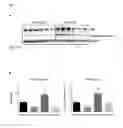 Fig. 08 - WNT ANTAGONISTS AND THEIR USE IN METHODS FOR TREATING MYOCARDIAL INFARCTION