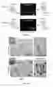 Fig. 02 - Methods to enhance microvascular engraftment of bioengineered and primary tissues