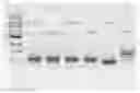 Fig. 01 - Prostate-specific membrane antigen cars and methods of use thereof