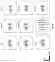 Fig. 24 - Prostate-specific membrane antigen cars and methods of use thereof