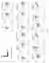 Fig. 36 - Prostate-specific membrane antigen cars and methods of use thereof