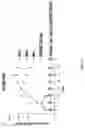 Fig. 51 - Prostate-specific membrane antigen cars and methods of use thereof
