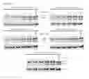 Fig. 09 - Cliptac composition