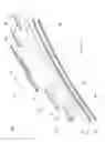 Fig. 02 - Hybrid windshield wiper blade