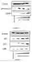 Fig. 09 - Compositions and methods comprising osmium for the treatment of cancers