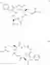 Fig. 02 - Cyclopeptide, pharmaceutical or cosmetic composition comprising the same and method for preparing the same