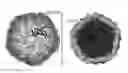 Fig. 01 - Engineered microcompartment protein and related methods and systems of engineering bacterial systems for non-native protein expression and purification