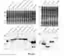 Fig. 35 - Engineered microcompartment protein and related methods and systems of engineering bacterial systems for non-native protein expression and purification