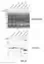 Fig. 43 - Engineered microcompartment protein and related methods and systems of engineering bacterial systems for non-native protein expression and purification