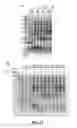 Fig. 49 - Engineered microcompartment protein and related methods and systems of engineering bacterial systems for non-native protein expression and purification