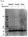 Fig. 03 - FUSION POLYPEPTIDES DERIVED FROM STAPHYLOCOCCUS AUREUS ANTIGENS