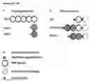 Fig. 06 - FUSION POLYPEPTIDES DERIVED FROM STAPHYLOCOCCUS AUREUS ANTIGENS