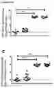 Fig. 09 - FUSION POLYPEPTIDES DERIVED FROM STAPHYLOCOCCUS AUREUS ANTIGENS