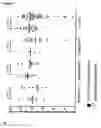 Fig. 12 - FUSION POLYPEPTIDES DERIVED FROM STAPHYLOCOCCUS AUREUS ANTIGENS