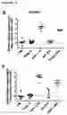 Fig. 16 - FUSION POLYPEPTIDES DERIVED FROM STAPHYLOCOCCUS AUREUS ANTIGENS