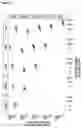 Fig. 19 - FUSION POLYPEPTIDES DERIVED FROM STAPHYLOCOCCUS AUREUS ANTIGENS
