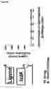 Fig. 24 - FUSION POLYPEPTIDES DERIVED FROM STAPHYLOCOCCUS AUREUS ANTIGENS