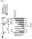 Fig. 25 - FUSION POLYPEPTIDES DERIVED FROM STAPHYLOCOCCUS AUREUS ANTIGENS