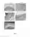 Fig. 05 - RECOMBINANT CHICKEN INTERLEUKIN-1 BETA PROTEIN FOR PRODUCING ANTIBODY EARLY AND RETAINING FOR A LONGER PERIOD OF TIME AND APPLICATION THEREOF