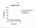 Fig. 09 - Glycan-interacting compounds and methods of use