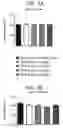 Fig. 09 - Method of treating or ameliorating metabolic disorders using binding proteins for gastric inhibitory peptide receptor (GIPR) in combination with GLP-1 agonists