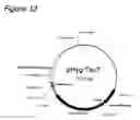 Fig. 08 - Cell culture method using amino acid-enriched medium