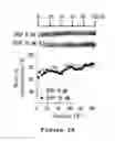 Fig. 07 - Microfabricated platform for mimicking the liver zonation and evaluating method of zonal toxicity using thereof