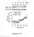Fig. 08 - Microfabricated platform for mimicking the liver zonation and evaluating method of zonal toxicity using thereof