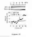 Fig. 09 - Microfabricated platform for mimicking the liver zonation and evaluating method of zonal toxicity using thereof