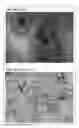 Fig. 01 - Method for inducing pluripotent stem cells to differentiate into somatic cells