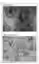 Fig. 02 - Method for inducing pluripotent stem cells to differentiate into somatic cells