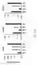 Fig. 22 - NON-TOXIC HSV VECTORS FOR EFFICIENT GENE DELIVERY APPLICATIONS AND COMPLEMENTING CELLS FOR THEIR PRODUCTION