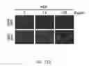 Fig. 28 - NON-TOXIC HSV VECTORS FOR EFFICIENT GENE DELIVERY APPLICATIONS AND COMPLEMENTING CELLS FOR THEIR PRODUCTION