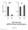 Fig. 44 - NON-TOXIC HSV VECTORS FOR EFFICIENT GENE DELIVERY APPLICATIONS AND COMPLEMENTING CELLS FOR THEIR PRODUCTION