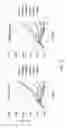 Fig. 46 - NON-TOXIC HSV VECTORS FOR EFFICIENT GENE DELIVERY APPLICATIONS AND COMPLEMENTING CELLS FOR THEIR PRODUCTION